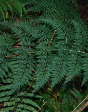 Fotografia 3 da espécie Dryopteris guanchica no Jardim Botânico UTAD