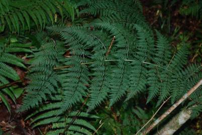 Fotografia da espécie Dryopteris guanchica