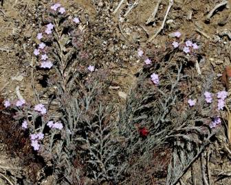 Fotografia da espécie Limonium ferulaceum