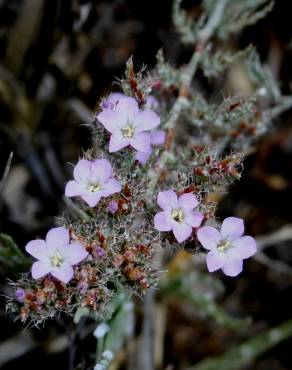 Fotografia 3 da espécie Limonium ferulaceum no Jardim Botânico UTAD