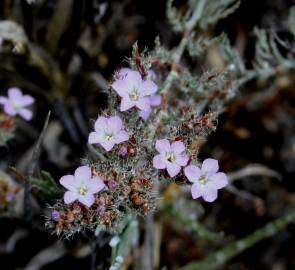 Fotografia da espécie Limonium ferulaceum