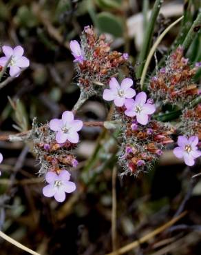 Fotografia 5 da espécie Limonium ferulaceum no Jardim Botânico UTAD