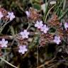 Fotografia 5 da espécie Limonium ferulaceum do Jardim Botânico UTAD