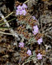 Fotografia da espécie Limonium ferulaceum