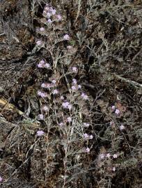 Fotografia da espécie Limonium ferulaceum