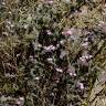 Fotografia 7 da espécie Limonium ferulaceum do Jardim Botânico UTAD