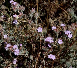 Fotografia da espécie Limonium ferulaceum