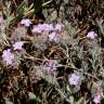 Fotografia 9 da espécie Limonium ferulaceum do Jardim Botânico UTAD