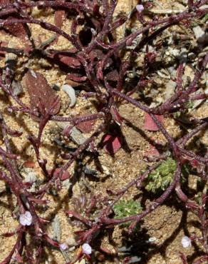 Fotografia 5 da espécie Limonium echioides no Jardim Botânico UTAD