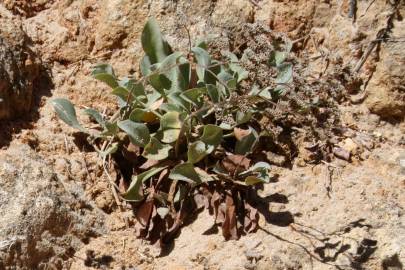 Fotografia da espécie Limonium algarvense