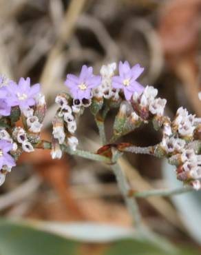 Fotografia 3 da espécie Limonium algarvense no Jardim Botânico UTAD