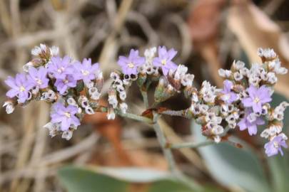 Fotografia da espécie Limonium algarvense