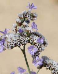 Limonium algarvense