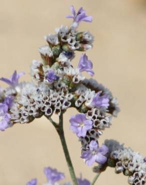 Fotografia 1 da espécie Limonium algarvense no Jardim Botânico UTAD