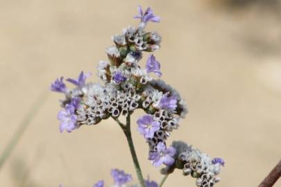 Fotografia da espécie Limonium algarvense