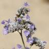 Fotografia 1 da espécie Limonium algarvense do Jardim Botânico UTAD