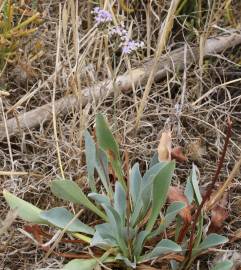 Fotografia da espécie Limonium algarvense