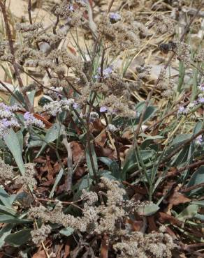 Fotografia 5 da espécie Limonium algarvense no Jardim Botânico UTAD