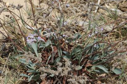 Fotografia da espécie Limonium algarvense