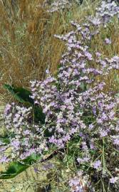 Fotografia da espécie Limonium algarvense