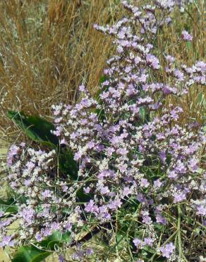 Fotografia 6 da espécie Limonium algarvense no Jardim Botânico UTAD