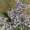 Fotografia 6 da espécie Limonium algarvense do Jardim Botânico UTAD