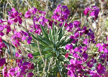 Fotografia da espécie Matthiola incana subesp. incana