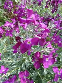 Fotografia da espécie Matthiola incana subesp. incana