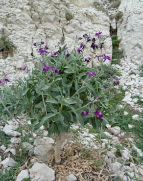 Fotografia 5 da espécie Matthiola incana subesp. incana no Jardim Botânico UTAD