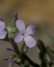Fotografia da espécie Matthiola parviflora