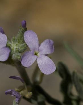 Fotografia 1 da espécie Matthiola parviflora no Jardim Botânico UTAD