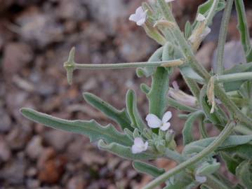 Fotografia da espécie Matthiola parviflora