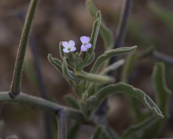 Fotografia da espécie Matthiola parviflora