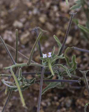 Fotografia 5 da espécie Matthiola parviflora no Jardim Botânico UTAD