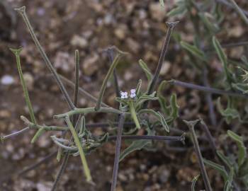 Fotografia da espécie Matthiola parviflora