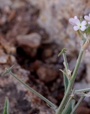 Fotografia 7 da espécie Matthiola parviflora no Jardim Botânico UTAD