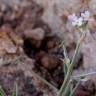 Fotografia 7 da espécie Matthiola parviflora do Jardim Botânico UTAD