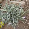 Fotografia 8 da espécie Matthiola parviflora do Jardim Botânico UTAD