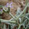 Fotografia 9 da espécie Matthiola parviflora do Jardim Botânico UTAD