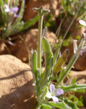 Fotografia 10 da espécie Matthiola parviflora no Jardim Botânico UTAD