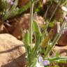 Fotografia 10 da espécie Matthiola parviflora do Jardim Botânico UTAD