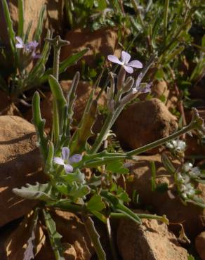 Fotografia 11 da espécie Matthiola parviflora no Jardim Botânico UTAD