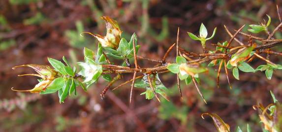 Fotografia da espécie Genista berberidea