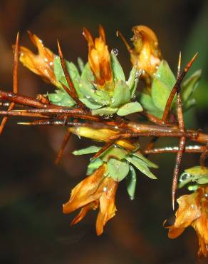 Fotografia 3 da espécie Genista berberidea no Jardim Botânico UTAD