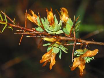 Fotografia da espécie Genista berberidea