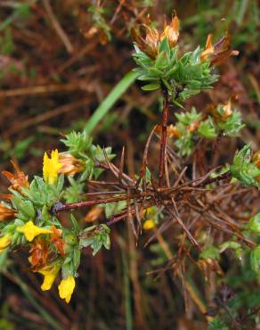 Fotografia 4 da espécie Genista berberidea no Jardim Botânico UTAD