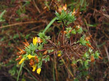 Fotografia da espécie Genista berberidea