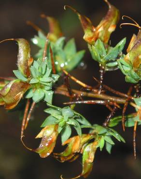 Fotografia 5 da espécie Genista berberidea no Jardim Botânico UTAD