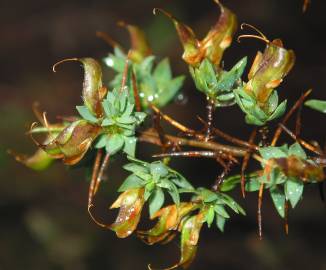 Fotografia da espécie Genista berberidea