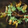 Fotografia 5 da espécie Genista berberidea do Jardim Botânico UTAD